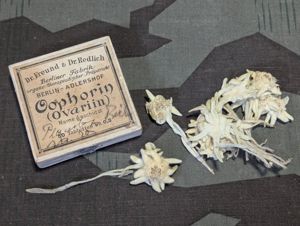 Dried Edelweiss Flowers in Ovarin Women's Supplement Box