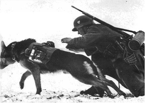 German Leather Dog Muzzle and Collar — image 9