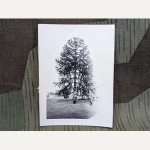 Photo of German Soldiers With Tree