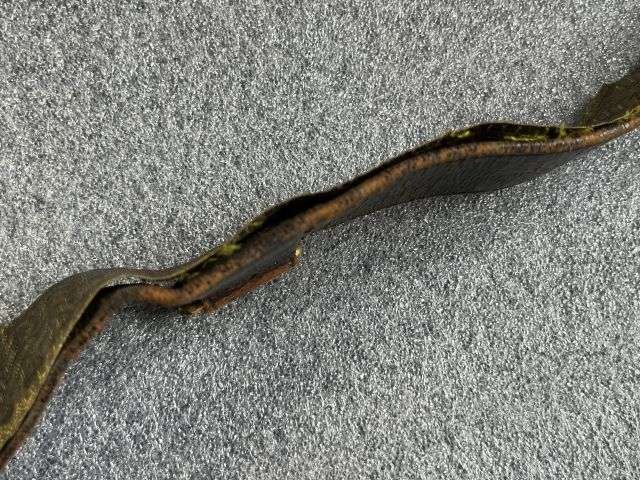 97) Tatty Original Pre WW1 Royal Artillery Officers Sword Belt With Lovely Quality Ornate Buckle — image 3